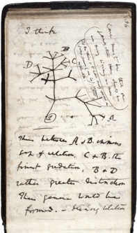 darwin_tree_1837