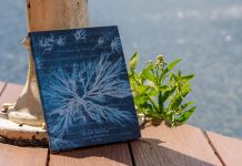 Introducing Anna Atkins’ Sea Flowers: A New Paperblanks Softcover Design Inspired by Cyanotype Art!