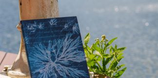 Introducing Anna Atkins’ Sea Flowers: A New Paperblanks Softcover Design Inspired by Cyanotype Art!